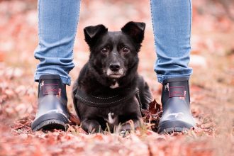 Hund Hellblaue Jeans Schuhe